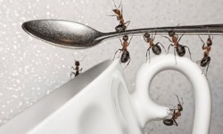 ﻿ راه‌های طبیعی برای دفع مورچه ها از آشپزخانه